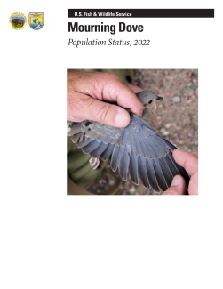 Mourning Dove Population Status, 2022