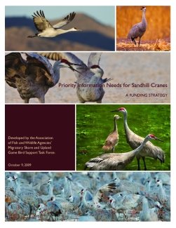 Priority Information Needs for Sandhill Cranes, A Funding Strategy