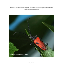 Framework for Assessing Impacts to the Valley Elderberry Longhorn Beetle