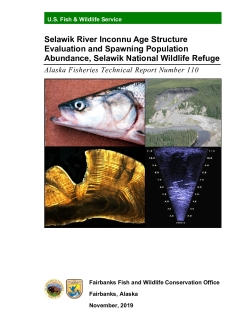 Selawik River Inconnu Age Structure Evaluation and Spawning Population Abundance, Selawik National Wildlife Refuge.pdf