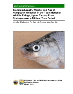 Trends in Length, Weight, and Age of Humpback Whitefish in the Tetlin National Wildlife Refuge, Upper Tanana River Drainage, over a 20-Year Time Period.pdf