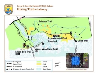 Edwin B. Forsythe National Wildlife Refuge: Galloway Hiking Trail Map