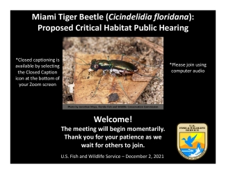 Miami Tiger Beetle (Cicindelidia floridana): Proposed Critical Habitat Public Hearing