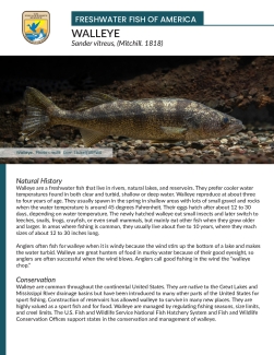 Freshwater Fish of America - Walleye