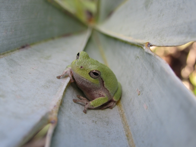 Pine Woods Treefrog | FWS.gov