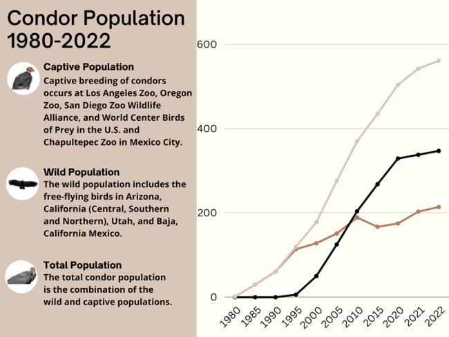 California Condor Population Graph, 1980-2022 | FWS.gov