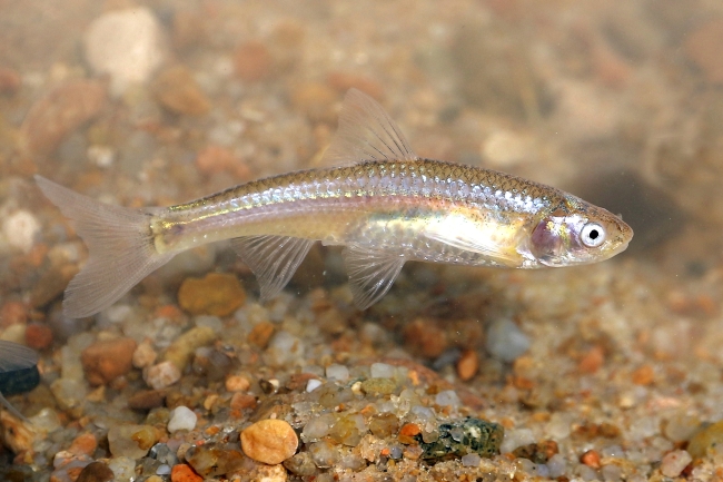 Arkansas River shiner | FWS.gov
