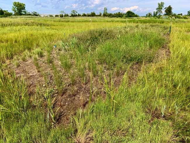 Hummock Rude Word Great-Meadows-Marsh-hummock-August-2022-Jim-Turek-NOAA.jpg | FWS.gov