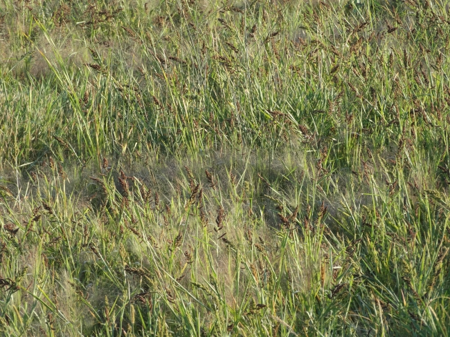 Prairie Vegetation Diversity | FWS.gov