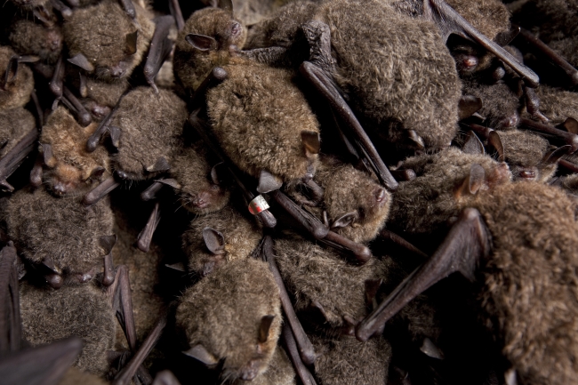 Gray bats in a cluster with bands | FWS.gov