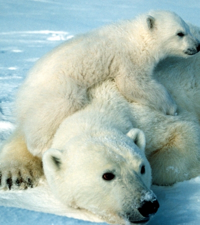 Polar bear mom and baby