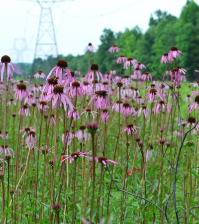 Purple wildlfowers in an open field, with power lines in the distance.
