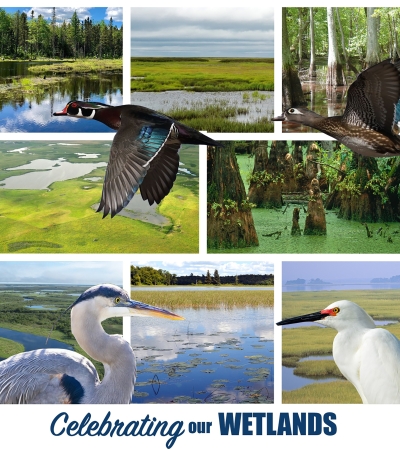 Wetlands month logo
