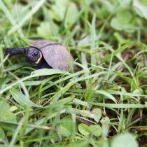 a tiny turtle walks through the grass