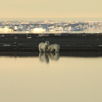 A distant view of two polar bears standing on a pebbled shoreline.