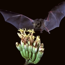 Mexican long tongued bat