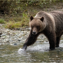 Female Grizzly Bear