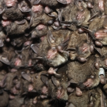 Cluster of roosting bats.