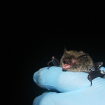 furry bat with its mouth open is held by gloved researcher