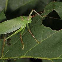 Common true katydid