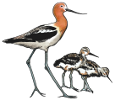 one adult bird and two juvenile birds 