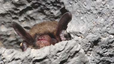 Northern myotis roosting in a crevice