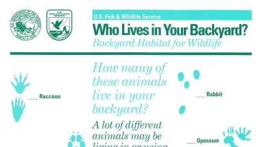 An image of an animal tracks sheet.