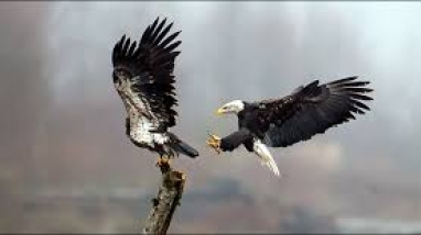 Two eagles landing