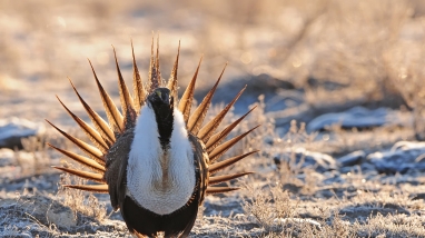 male sage grouse