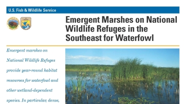An Image of the Emergent Marsh for Waterfowl fact sheet.