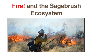 Sagebrush and fire