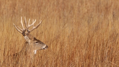 2022 Archery Deer Hunt Selected Applicants