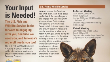 picture of red wolf flyer