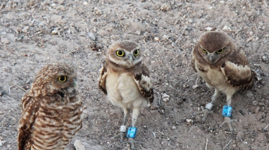 Three burrowing owls near burrow entrance
