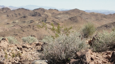 Desert tortoise in the desert