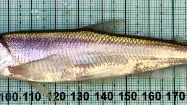 Longfin Smelt