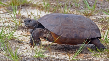 a gopher tortoise walking along the forest floor