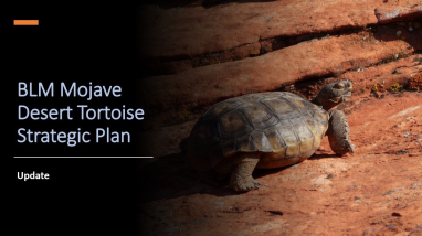 An image of a desert tortoise walking on red rocks with text in the background.
