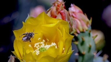 bee sitting on yellow flower