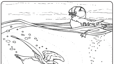 Black and white line drawing of four puffins in the ocean. Three birds are diving while one floats on the surface with fish in its mouth.