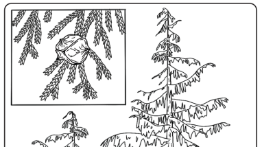 Black and white line drawing of two yellow cedar trees. A close up shows the details of the needles and cones. 