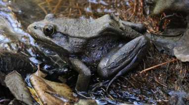 A California red legged frog