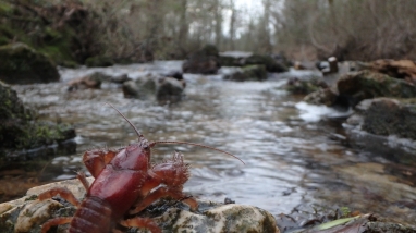 a crayfish on a rock