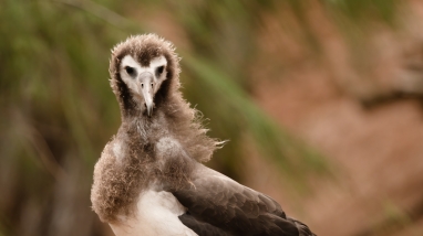 A full grown Laysan albatross chick stares directly into the camera. It has brown wings a white body and a silly looking down feathered covered head. 