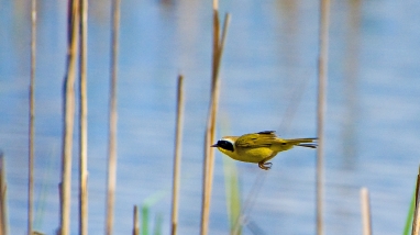 Bobolink