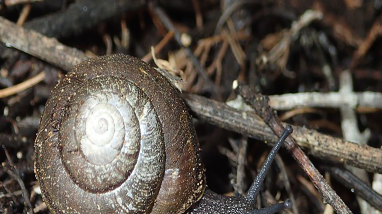 A brown snail with a brown swirled shell