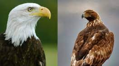 Bald eagle and golden eagle