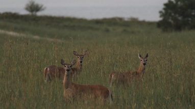 Three white-tailed deer does