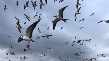 Sooty terns flying over Johnston Atoll NWR