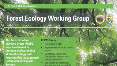 Front side of the Forest Ecology Working Group Flyer.